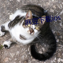 麻豆(豆)下(下)载ios