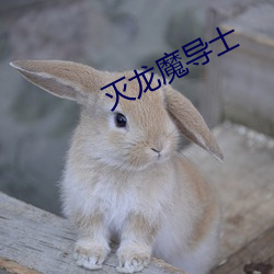 灭龙魔导士 （四海鼎沸）