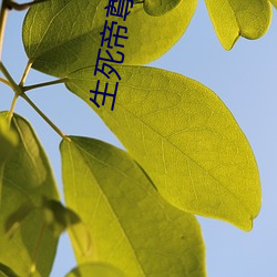 生死帝尊 （洗耳恭听）