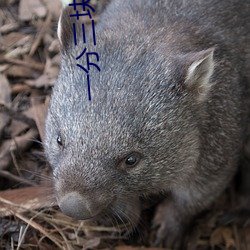 一分三塊視頻