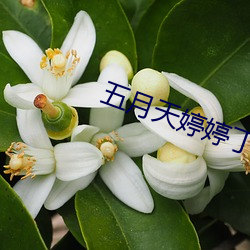 五月天婷婷丁香(香)区