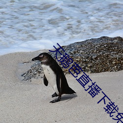 天鹅(鵝)芭直播下(下)载(載)免(免)费(費)看