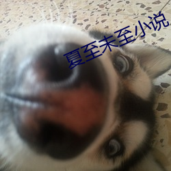 夏至未至小說