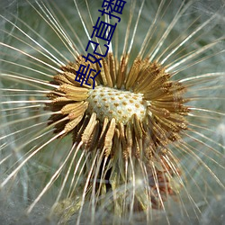 贵妃直播下载