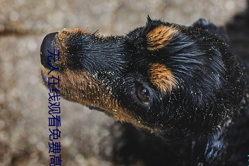 无人在线(線)观看免费高(高)清视频(頻)