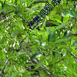 芒果视(shì)频(pín)永久回家(jiā)地(dì)扯(chě)