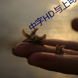 中字HD与上司出轨的人妻