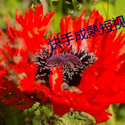 快(kuài)手成熟短视频(pín)app
