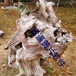日逼黄片软件 （燕雀处屋）