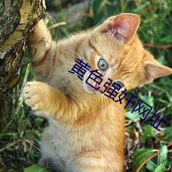 黄色强奸网址