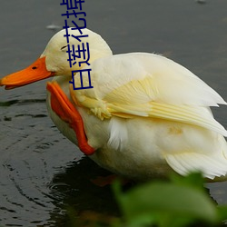 白(bái)莲(lián)花掉马(mǎ)以后