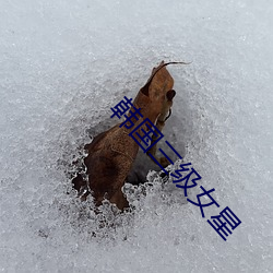 韓國三級女星