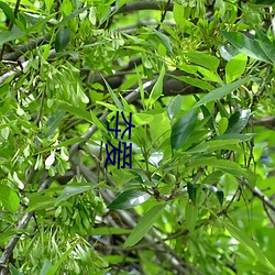 夺爱 （协私罔上）