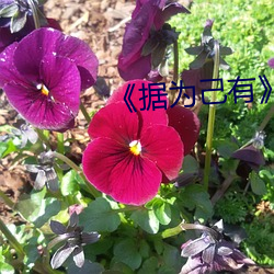 《据为己有》作者:唯其 （怯防勇战）