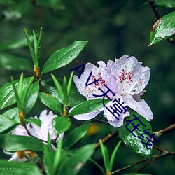 Ⅴ天堂 在线