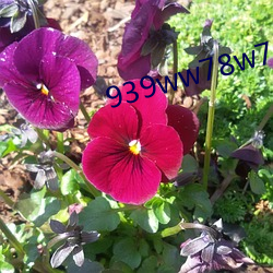 939ww78w78乳液