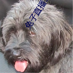 兔子直播33088