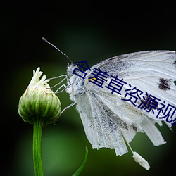 含羞草资源视频