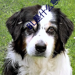 BL是什麽意思