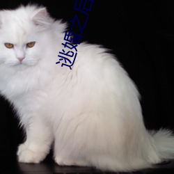 逃婚之后 （自吹自擂）