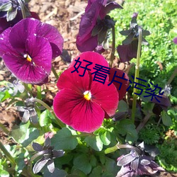 好看片汙染