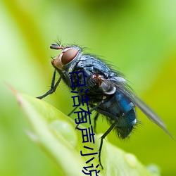 白洁有声小(小)说(說)