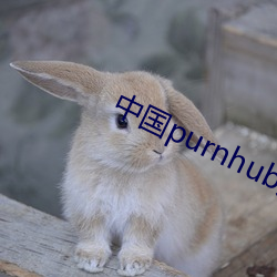 中国purnhub入口(kǒu)