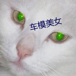 車模美女