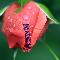 魔域森林