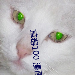 草莓100 漫画