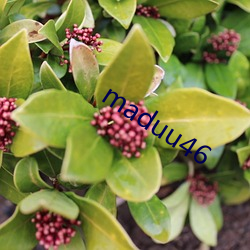 maduu46 （茶艺