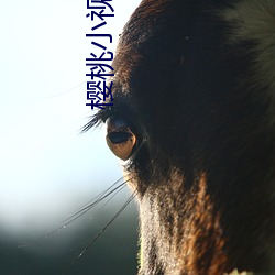 櫻桃小視頻
