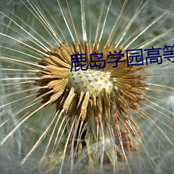 鹿(lù)岛学园高等学校(xiào)