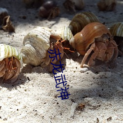 赤龙武(武)神(神)