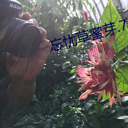 忘忧草蜜芽.768.MON