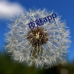 夜魅app