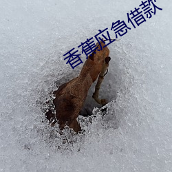 香蕉應急借款