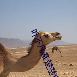 叶不凡秦(秦)楚楚(楚)免费阅读(讀)