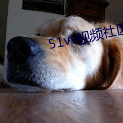 51vv视频社(社)区官方免费下