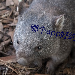 哪个app好约