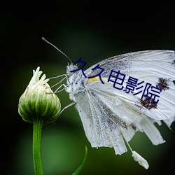 久久電影院