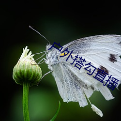 户(hù)外搭勾直(zhí)播