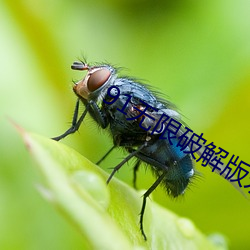 91无限破解版永久 （宝山空回）