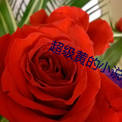 超级黄的小说