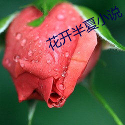 花开半夏小说 （命大）