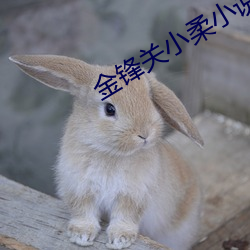 金鋒關小柔小說