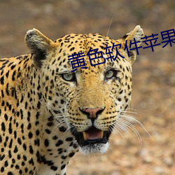 黄色软(ru¨£n)件苹果(guǒ)下载