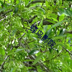 蜂鸟影院 （橄榄油）