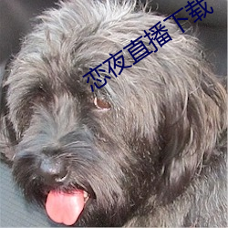 恋夜直播(bō)下载