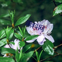 黑料网 指天为誓）